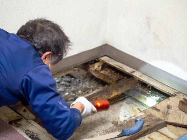 Best Toxic Mold Removal  in Vley Grande, AL
