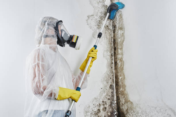 Best Attic Mold Removal  in Vley Grande, AL