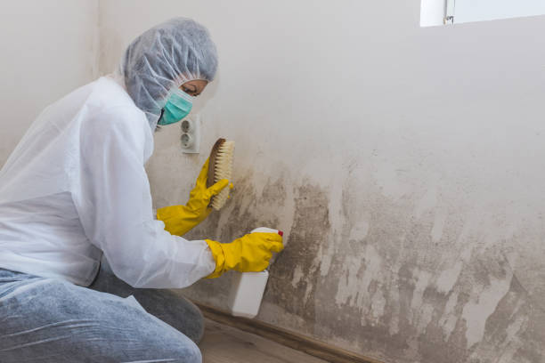 Best Crawl Space Mold Removal  in Vley Grande, AL
