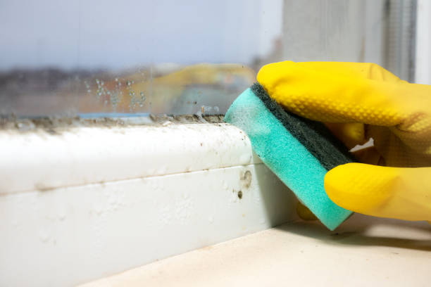 Best Mold Damage Repair  in Vley Grande, AL