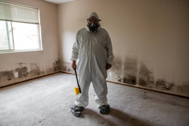 Attic Mold Removal in Valley Grande, AL